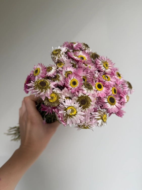 Suszony suchlin różowy OUTLET