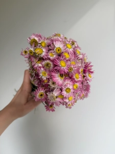 Suszony suchlin różowy OUTLET