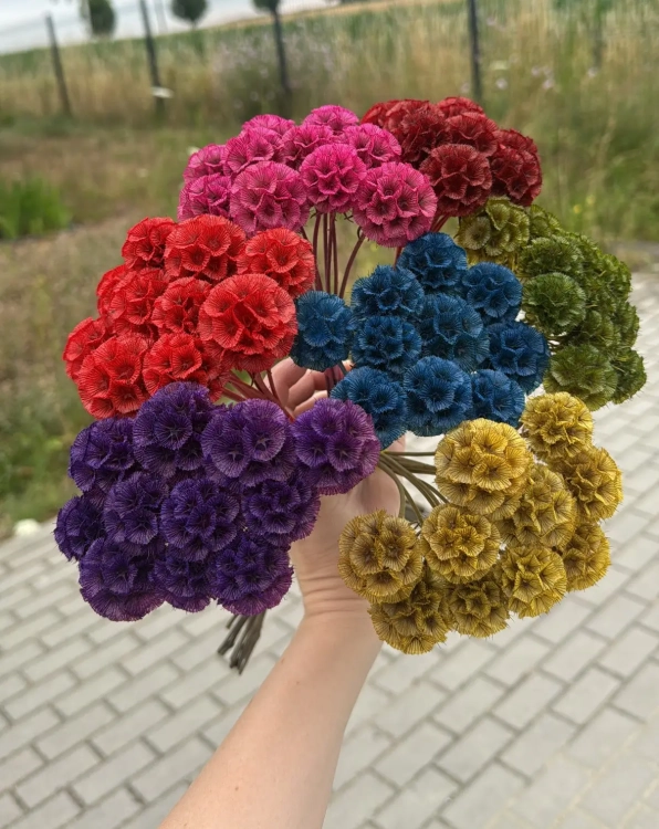 Dried burgundy red Scabiosa stellata - bunch 5 stems