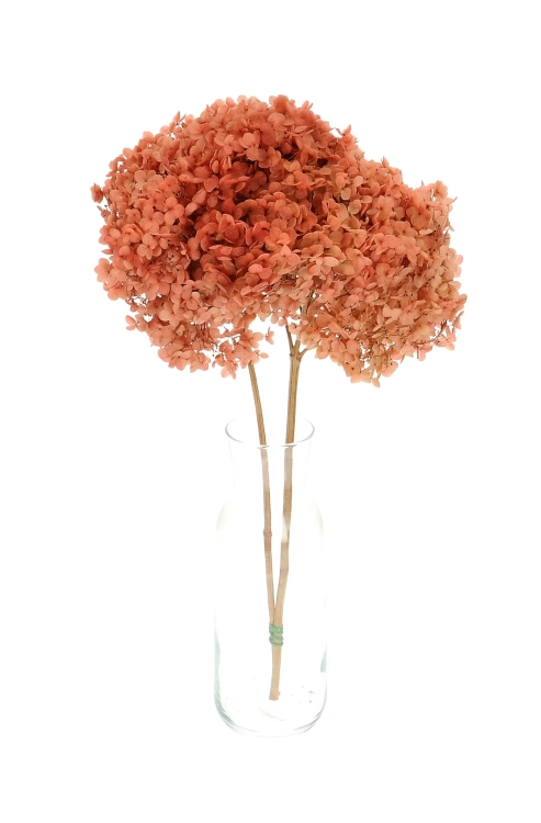 Preserved coral Hydrangea