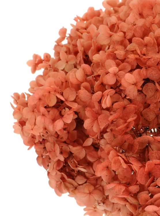 Preserved coral Hydrangea