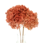 Preserved coral Hydrangea 