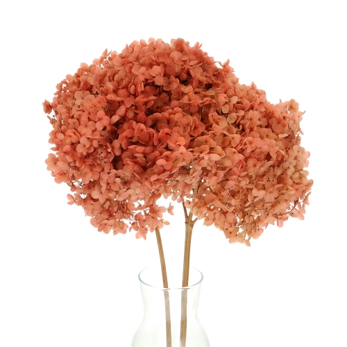 Preserved coral Hydrangea