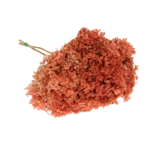 Preserved coral Hydrangea