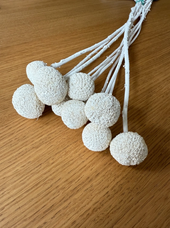 Dried white craspedia - bouquet of 5 pcs - dried flowers