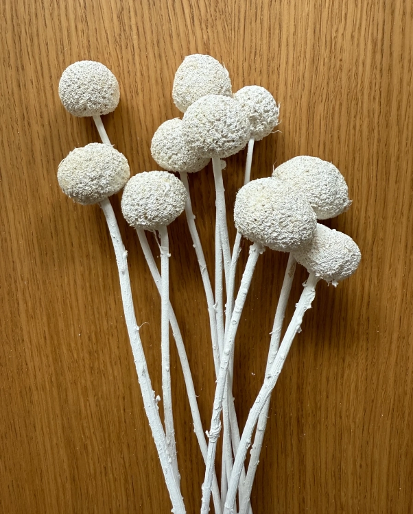 Dried white craspedia - bouquet of 5 pcs - dried flowers