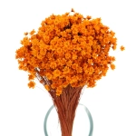 Glixia, orange - Strauß ~350 Stk. - Trockenblumen