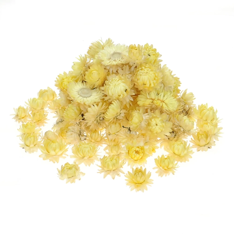 Dried lemon yellow Helichrysum - heads, flowers 50 g, ~70 pcs