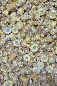 Dried lemon yellow Helichrysum - heads, flowers 50 g, ~70 pcs