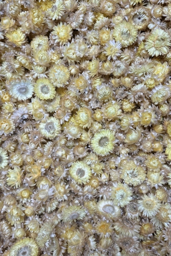 Dried lemon yellow Helichrysum - heads, flowers 50 g, ~70 pcs