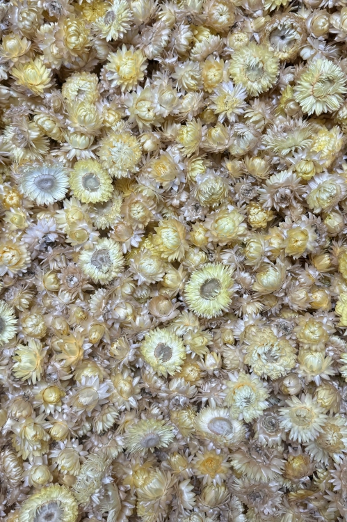 Dried lemon yellow Helichrysum - heads, flowers 50 g, ~70 pcs