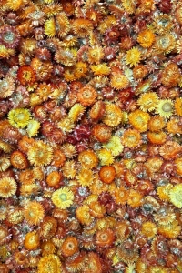 Dried orange Helichrysum - heads, flowers 50 g, ~70 pcs