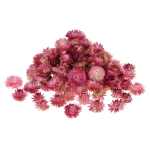 Dried pink Helichrysum - heads, flowers 50 g, ~70 pcs