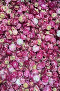 Dried pink Helichrysum - heads, flowers 50 g, ~70 pcs