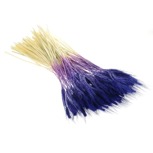 Dried purple triticale - dried grain ~60 pcs.