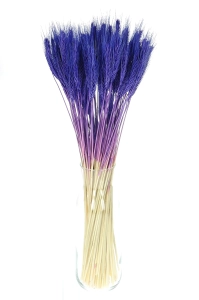 Dried purple triticale - dried grain ~60 pcs.
