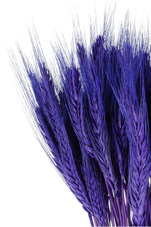 Dried purple triticale - dried grain ~60 pcs.