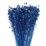 Dried navy blue Linum (Flax) - bunch - dried flowers