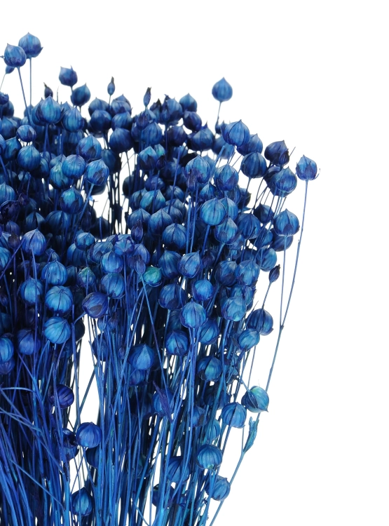 Dried navy blue Linum (Flax) - bunch - dried flowers