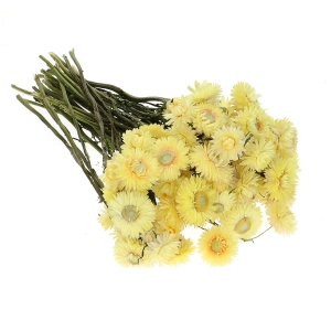 Dried flowers - lemon yellow Helichrysum, Xerochrysum - bunch