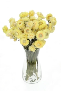 Dried flowers - lemon yellow Helichrysum, Xerochrysum - bunch