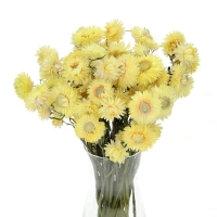 Dried flowers - lemon yellow Helichrysum, Xerochrysum - bunch