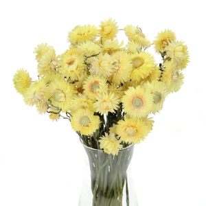 Dried flowers - lemon yellow Helichrysum, Xerochrysum - bunch