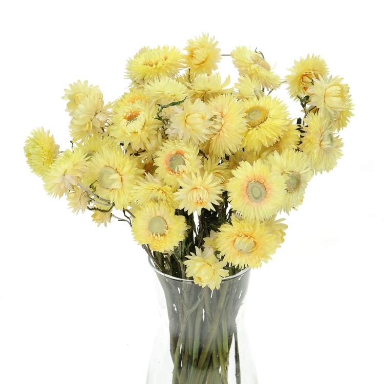 Suszone kocanki żółte cytrynowe (nieśmiertelnik, Helichrysum) - bukiet