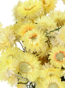 Suszone kocanki żółte cytrynowe (nieśmiertelnik, Helichrysum) - bukiet
