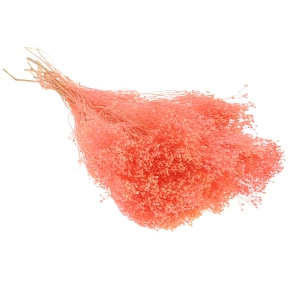 Suszone kwiaty - żarnowiec, broom bloom różowy - bukiet