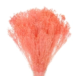 Broom Bloom (Besenginster), rosa - Strauß - Trockenblumen