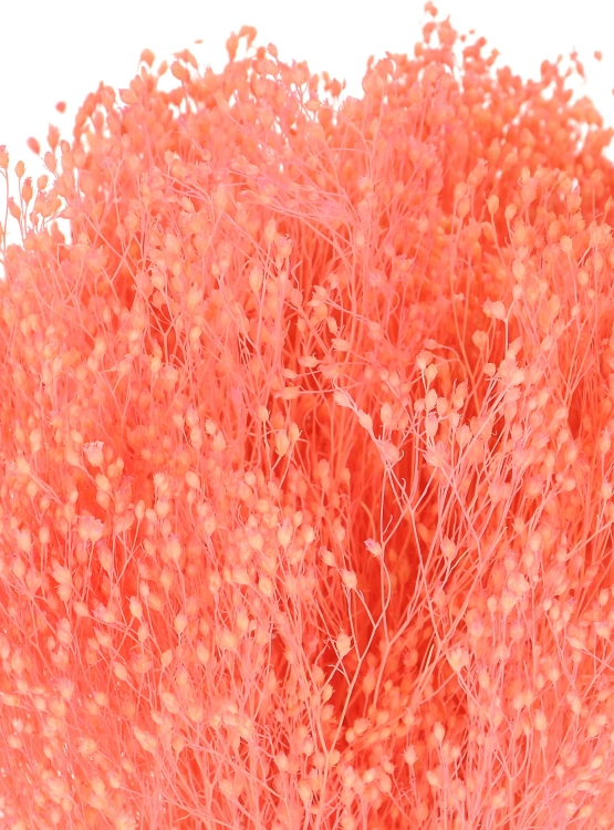 Suszone kwiaty - żarnowiec, broom bloom różowy - bukiet