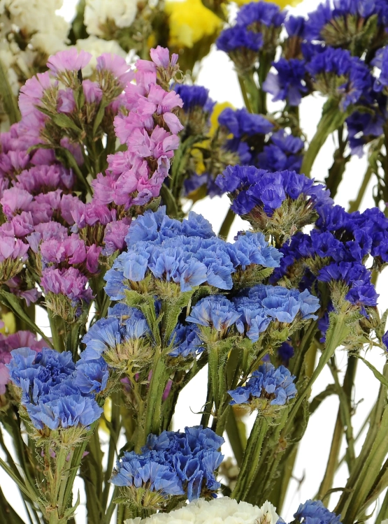 Dried Limonium, mix of colours - bunch - dried flowers