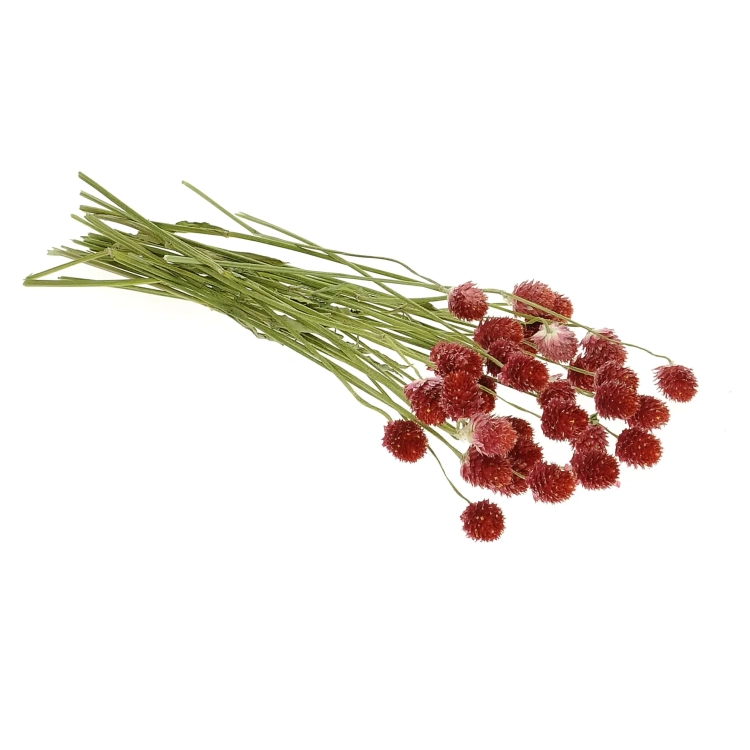 Dried red globe amaranth, Gomphrena - bunch