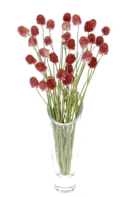 Dried red globe amaranth, Gomphrena - bunch