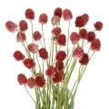 Suszona gomfrena kulista czerwona - bukiet - suszone kwiaty