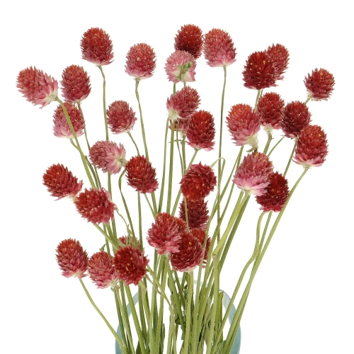 Suszona gomfrena kulista czerwona - bukiet - suszone kwiaty