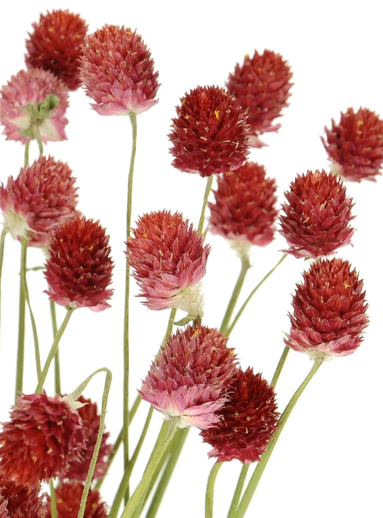Dried red globe amaranth, Gomphrena - bunch
