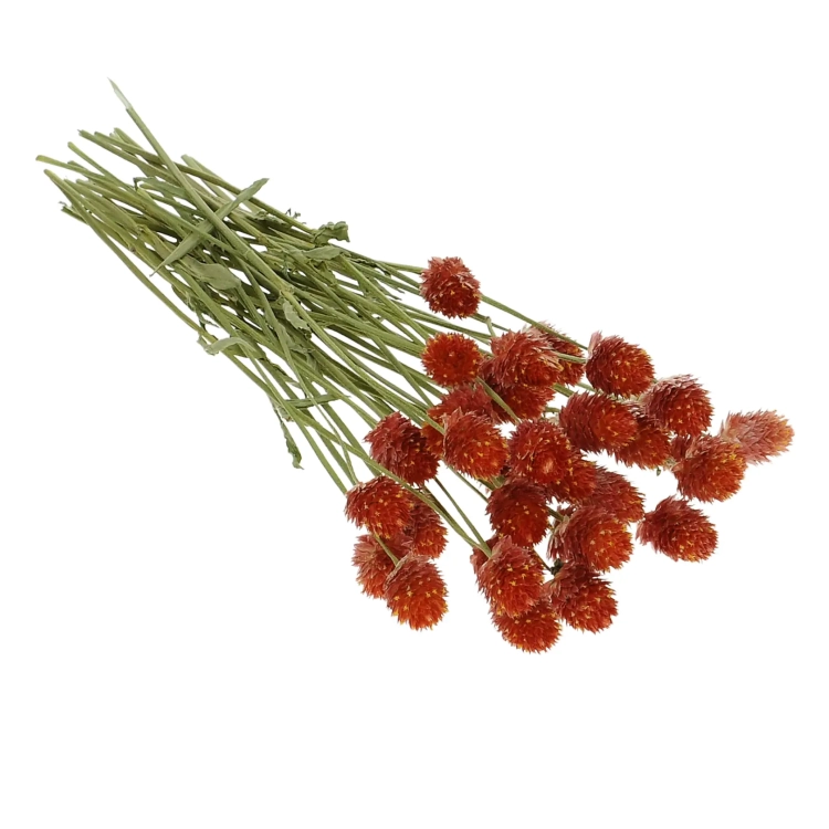 Dried orange globe amaranth, Gomphrena - bunch
