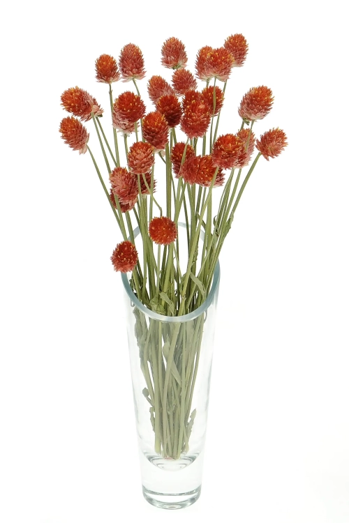 Dried orange globe amaranth, Gomphrena - bunch