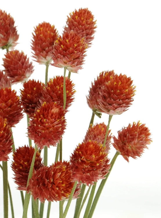 Dried orange globe amaranth, Gomphrena - bunch