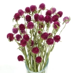 Dried fuchsia pink globe amaranth, Gomphrena - bunch 