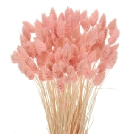 Dried light pink Phalaris - canary grass ~80 stems