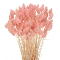 Dried light pink Phalaris - canary grass ~80 stems