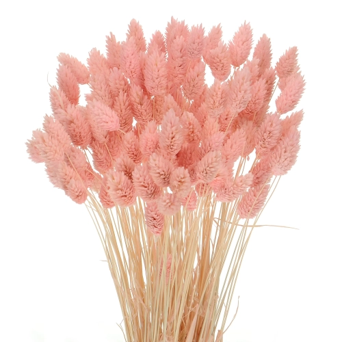 Dried light pink Phalaris - canary grass ~80 stems