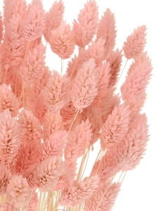 Dried light pink Phalaris - canary grass ~80 stems