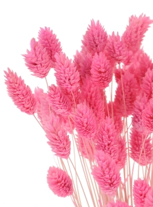 Dried pink Phalaris - canary grass ~80 stems