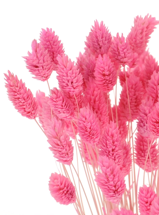 Dried pink Phalaris - canary grass ~80 stems
