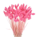 Dried pink Phalaris - canary grass ~80 stems