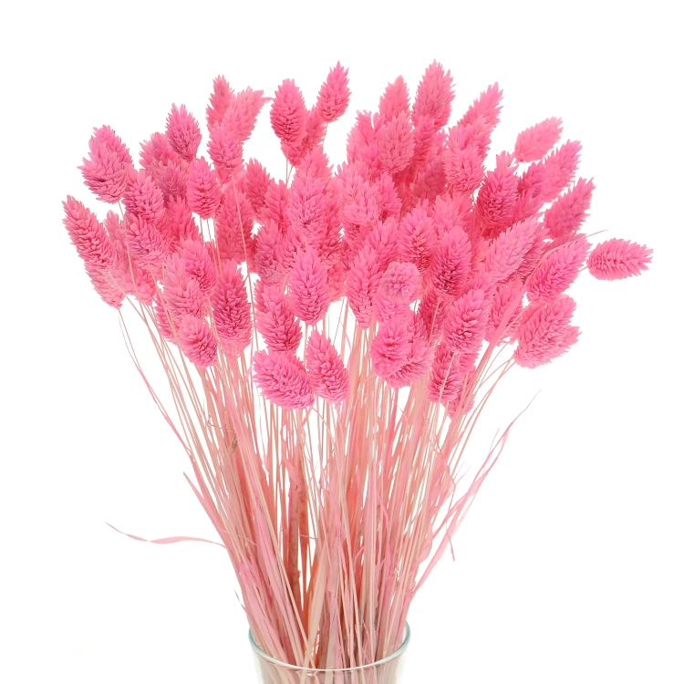 Dried pink Phalaris - canary grass ~80 stems